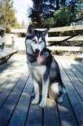 malamute.org Takiah
