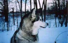 malamute.org Takiah