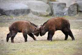 Takins