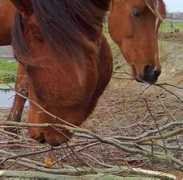 paardnatuurlijk.nl Takken