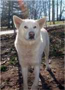 alaskanmalamute.us Takoma