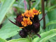 botanic.jp Takour