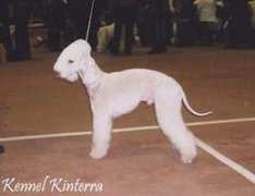 kinterra.terriersclub.com Talapova