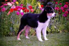 strathavenaussies.co.za Taliska