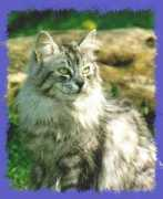 icecats.de Talissa
