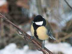 virtual-bird.com Talitia