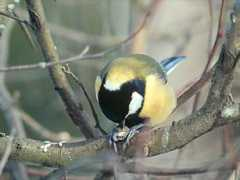 virtual-bird.com Talitia
