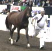 majesticgaits.com Taloma