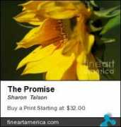fineartamerica.com Talson