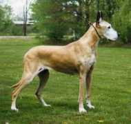 maitaugreatdanes.com Talvet