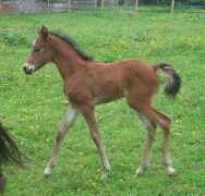 Talys