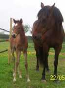 Talys