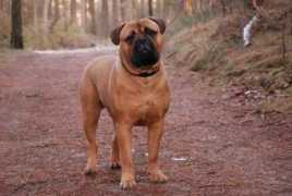themassivebulls.nl Tamarica