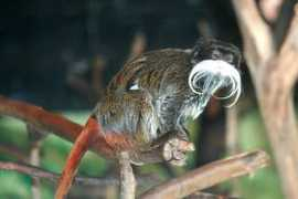 lumq.com Tamarin