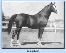 Tamarla