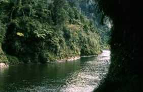 Tamatea