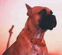 dogbreedinfo.com Tameran
