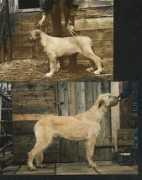 Tamerlan