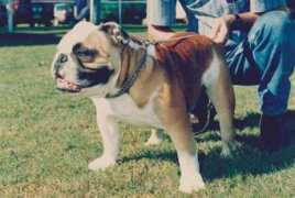 bulldogpedigree.com Tamiah