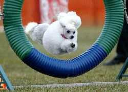 goldstarpoodles.com Tamieca