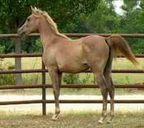 turningpointarabians.com Tamier