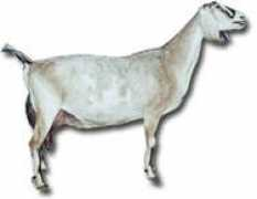 lakeshorefarms.com Tamigo