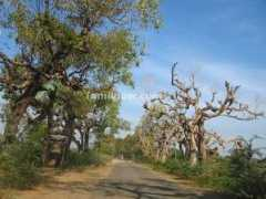 tamilnow.com Tamilnadu