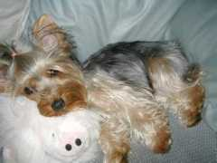 auspet.com Tammysue