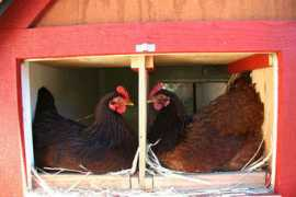 kitchensisters.org Tamony