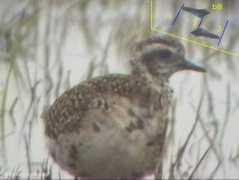 rarebirdspain.net Tampoc