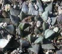 living-rocks.com Tamret