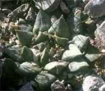 living-rocks.com Tamret