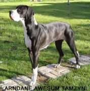 arndanegreatdanes.com Tamzyn