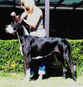 arndanegreatdanes.com Tamzyn