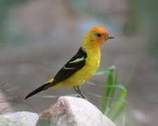 pikespeakphoto.com Tanager