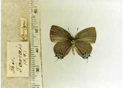 butterfliesofamerica.com Tanais