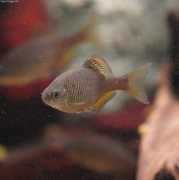Tanakia
