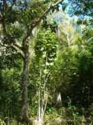 panoramio.com Tanaman