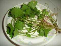 ligakampung.com Tanaman