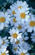 bluebirdnursery.com Tanani