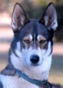 idigadog.com.au Tanayia