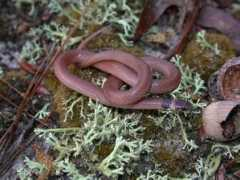 srelherp.uga.edu Tancor