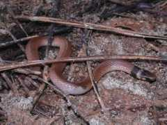 srelherp.uga.edu Tancor
