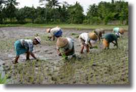 jogjatours.com Tandur