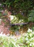 froghome.info Taneeb