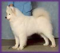 summerhillsamoyeds.com Taneeka