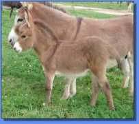 asspirinacresdonkeys.com Tanesha