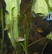 cichlids.com Tanganyika