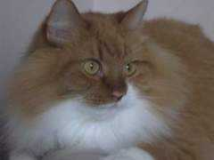 catster.com Tangee