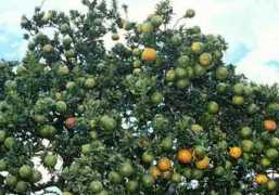 jardinagempaisagismo.com Tangerino